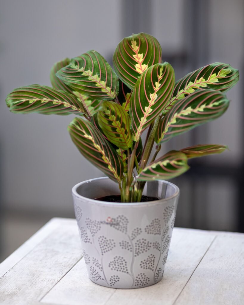 houseplants