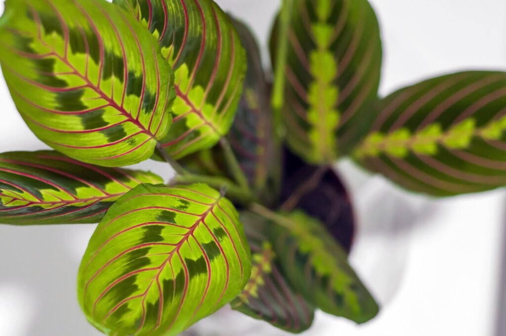 PRAYER PLANTS