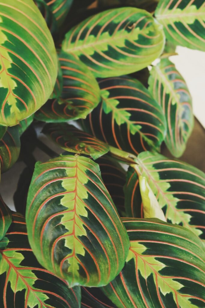 PRAYER PLANTS