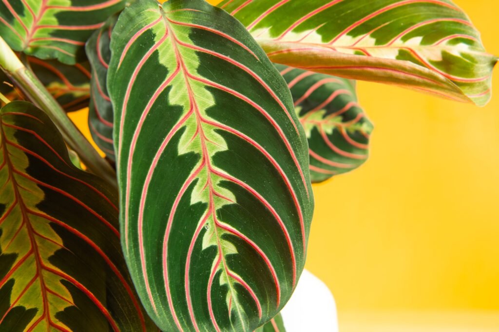 PRAYER PLANTS