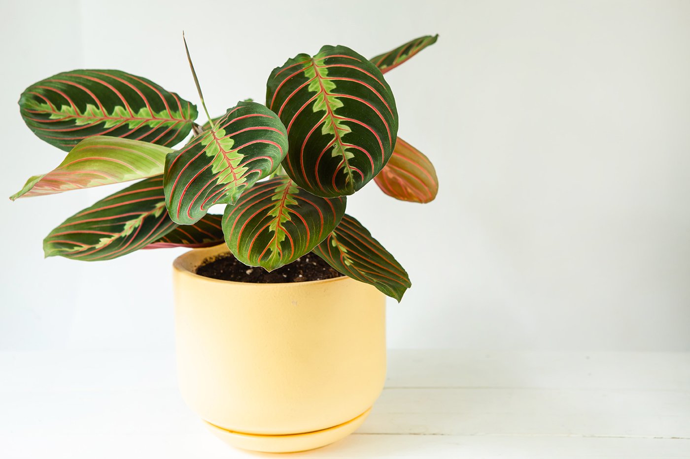 prayer plant4-min