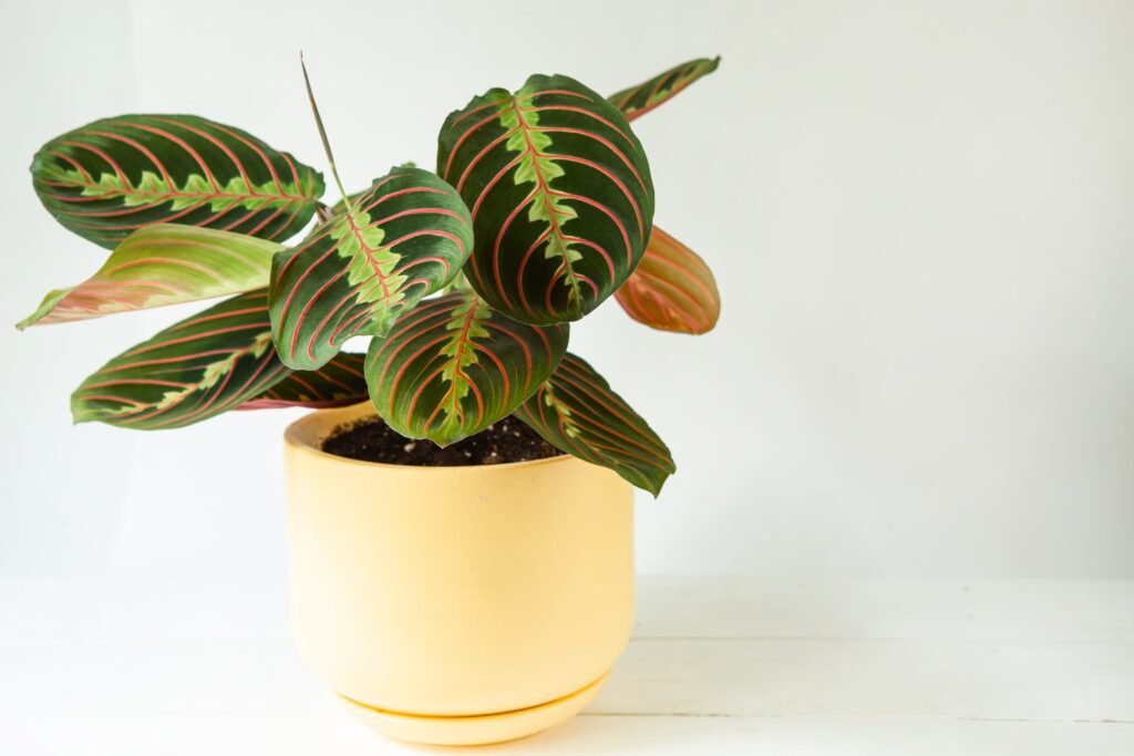 PRAYER PLANTS