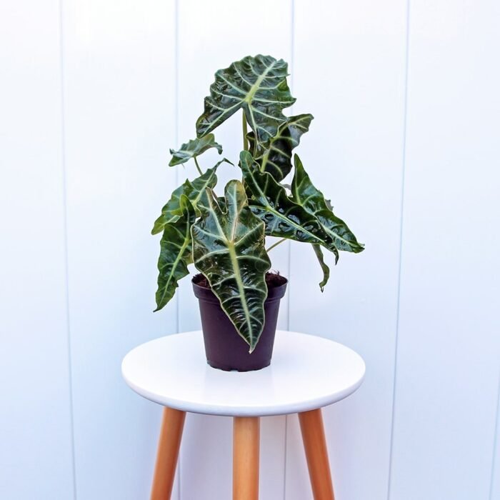 Alocasia Polly