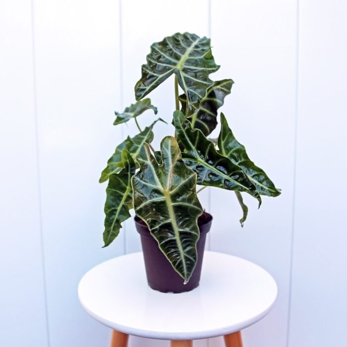 Alocasia Polly