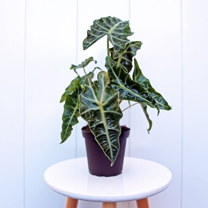 Alocasia Polly