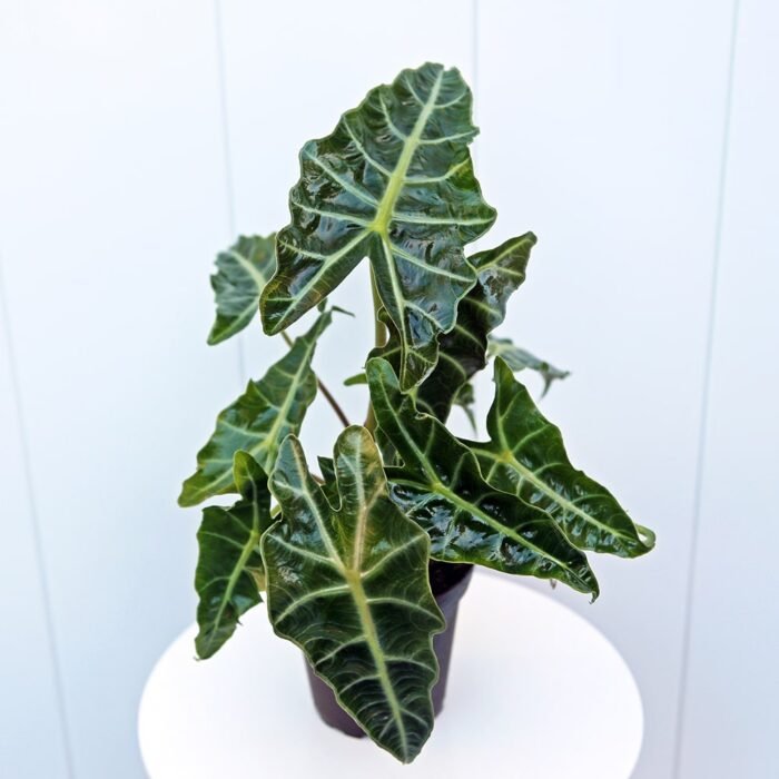 Alocasia Polly