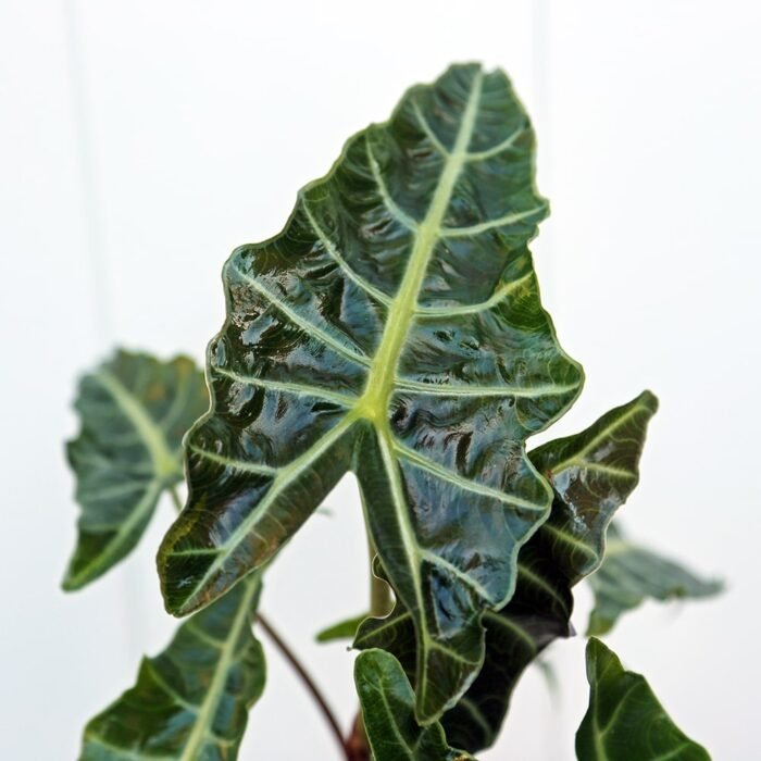 Alocasia Polly