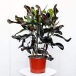 Croton Mammy