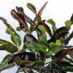 Croton Mammy