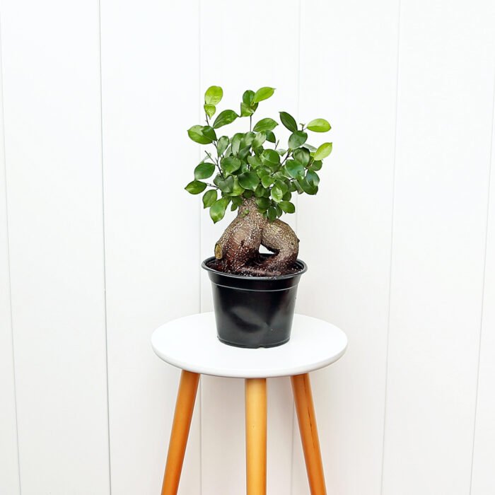 Ginseng Ficus