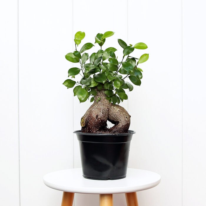 Ginseng Ficus