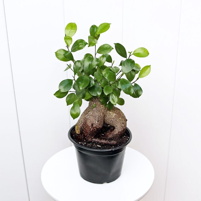 Ginseng Ficus