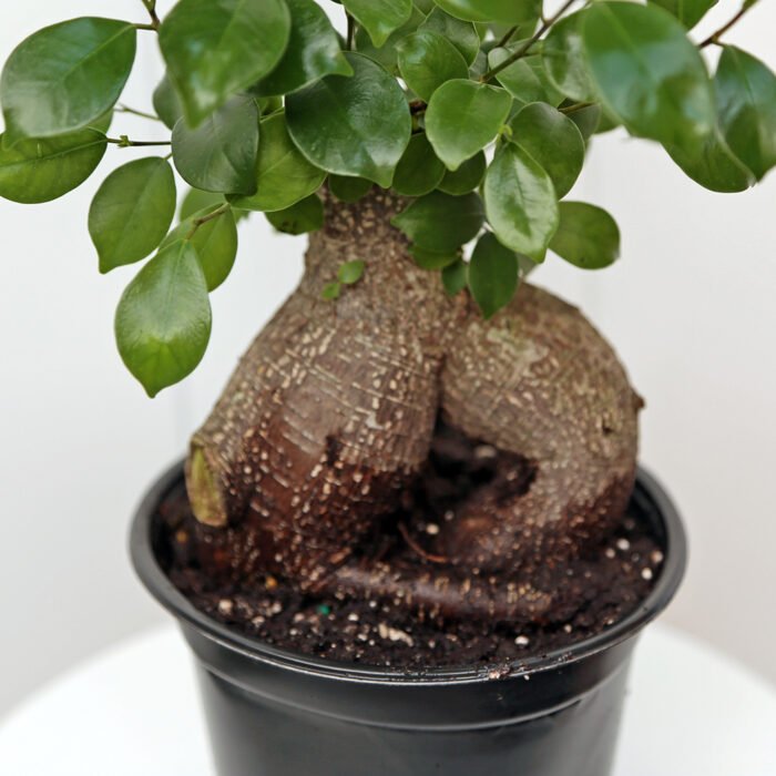 Ginseng Ficus