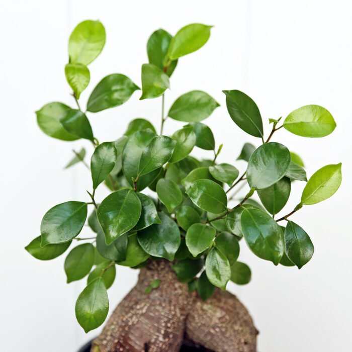 Ginseng Ficus