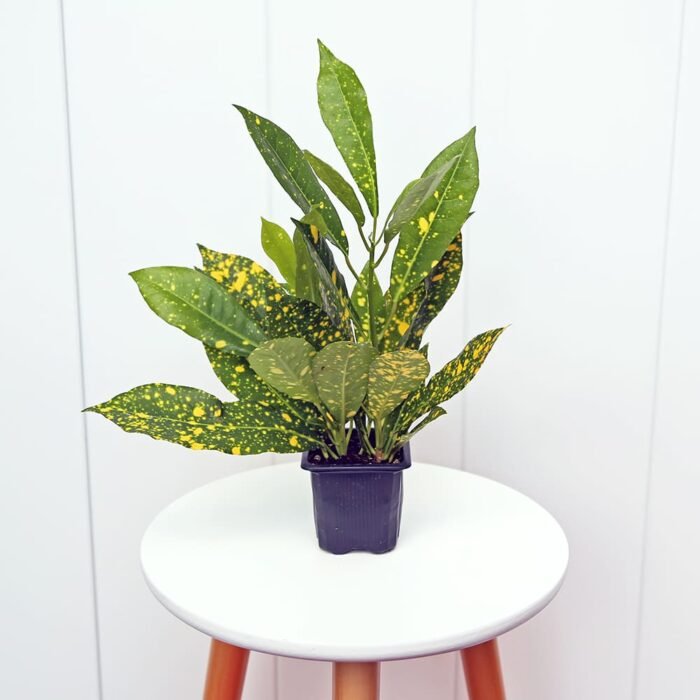 Croton Gold Dust