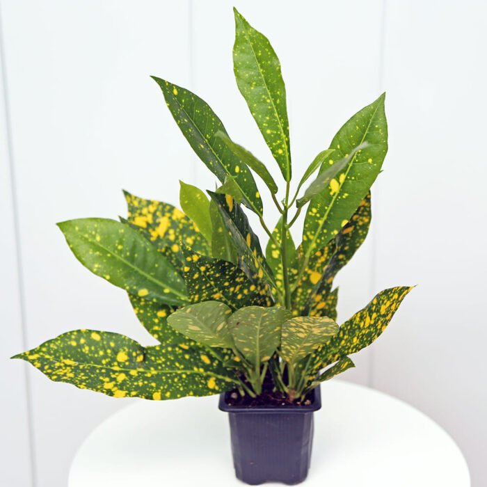 Croton Gold Dust