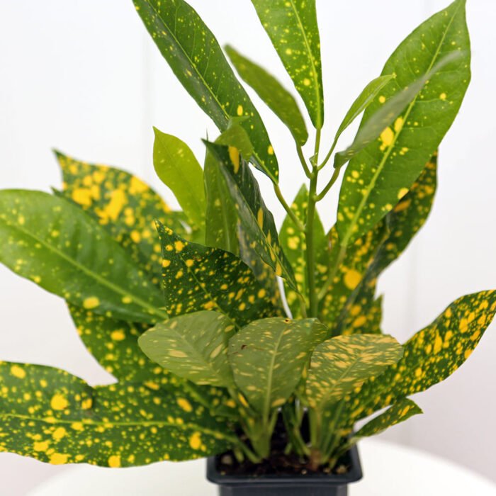 Croton Gold Dust