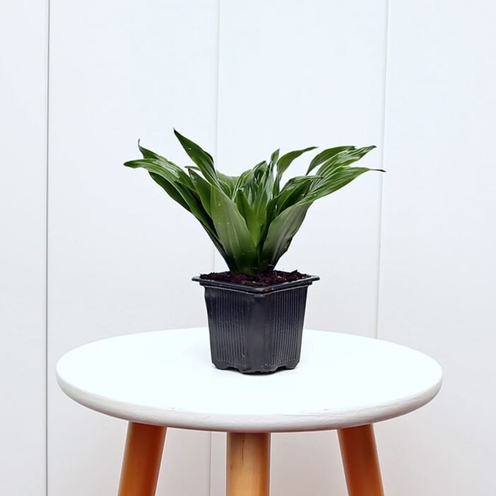 Janet Craig Compacta Dracaena