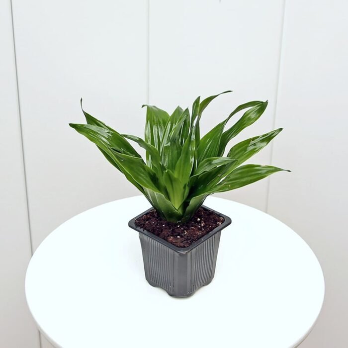 Janet Craig Compacta Dracaena