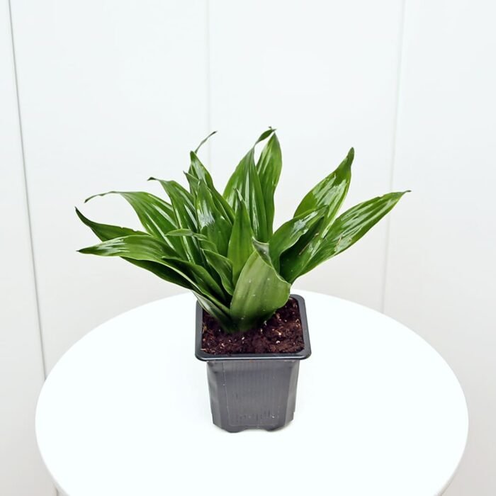 Janet Craig Compacta Dracaena