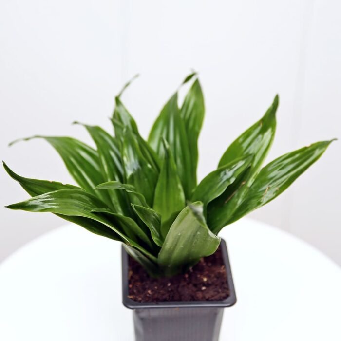 Janet Craig Compacta Dracaena