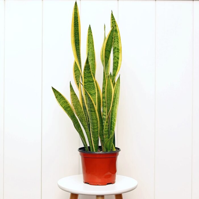 Sansevieria Superba