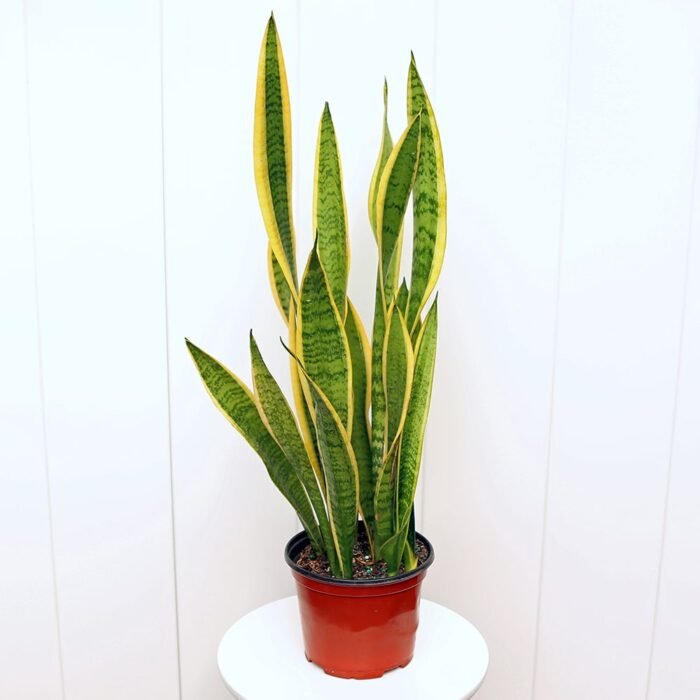 Sansevieria Superba