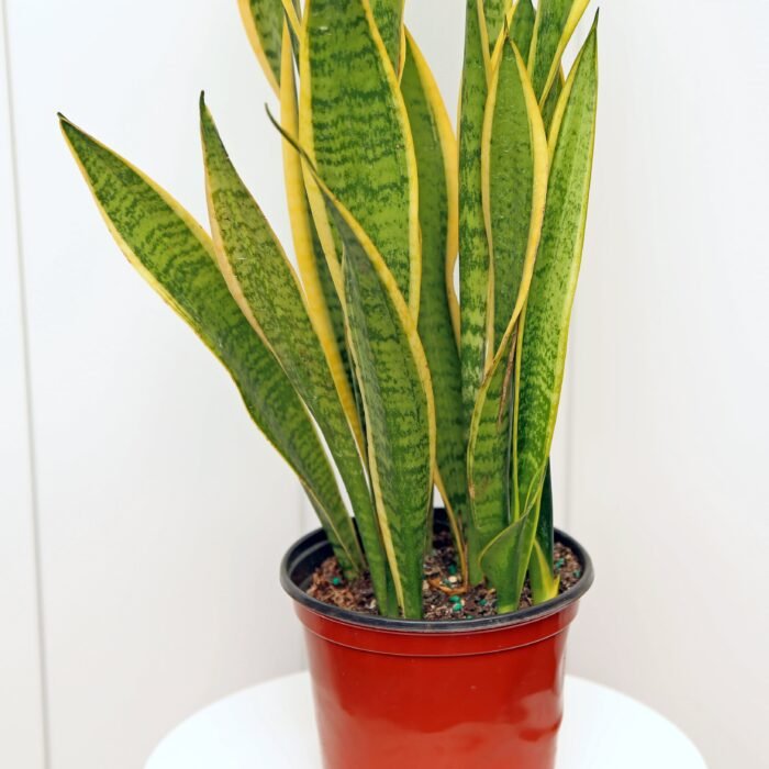 Sansevieria Superba