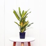 Croton Sunny Star