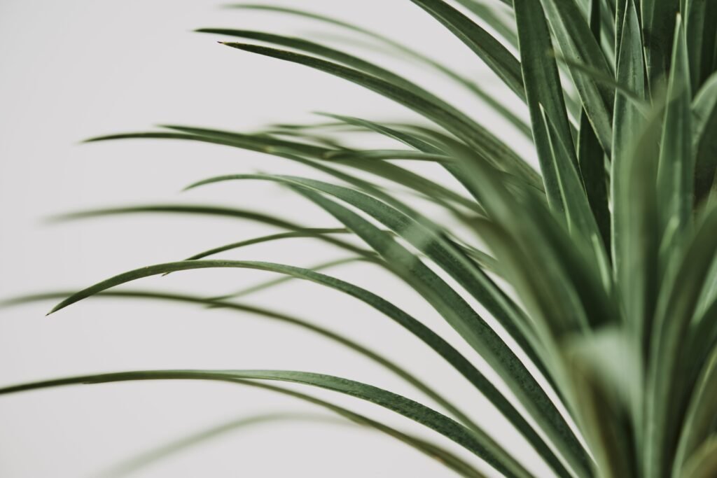 PONYTAIL PALM