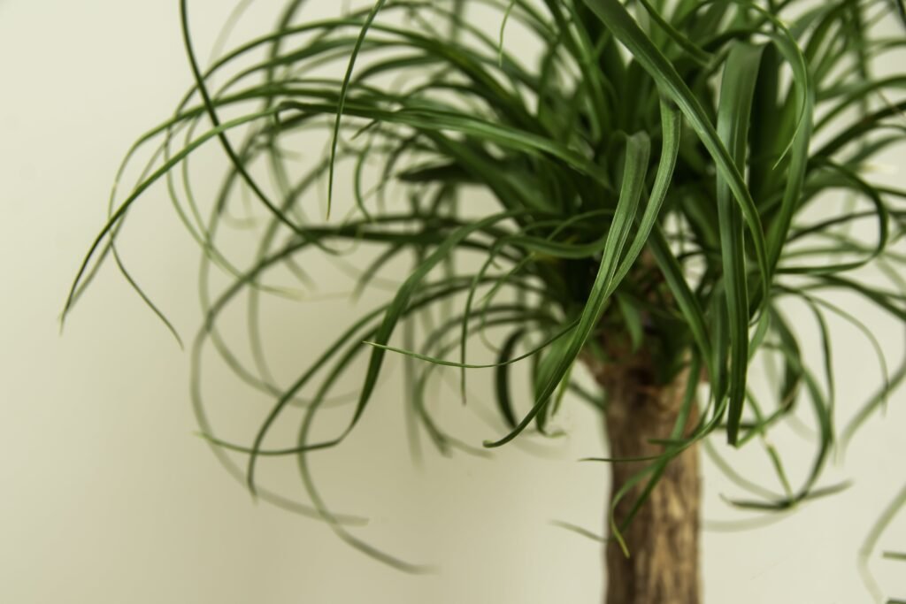 PONYTAIL PALM