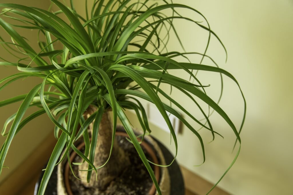 PONYTAIL PALM