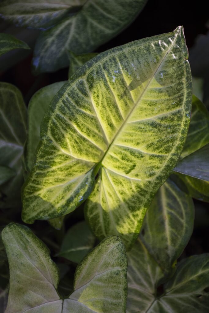 SYNGONIUM ARROWHEAD