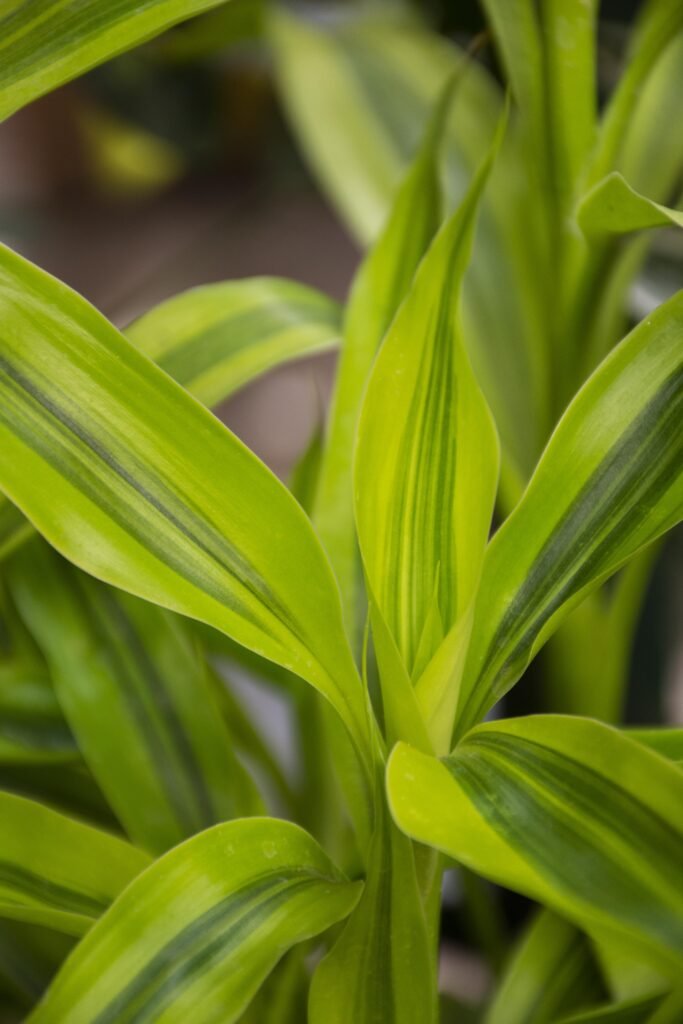 DRACAENA