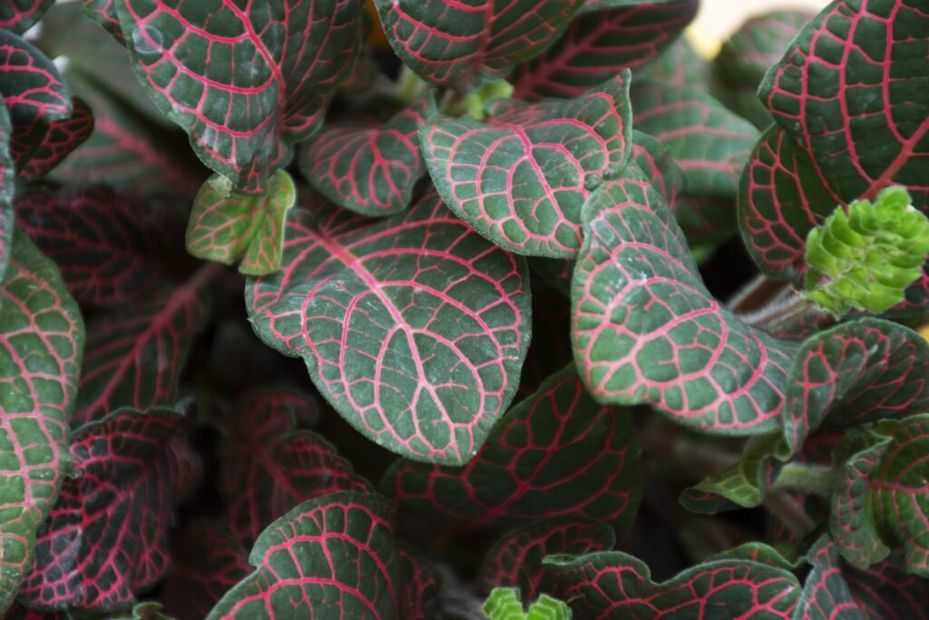 PEPEROMIA