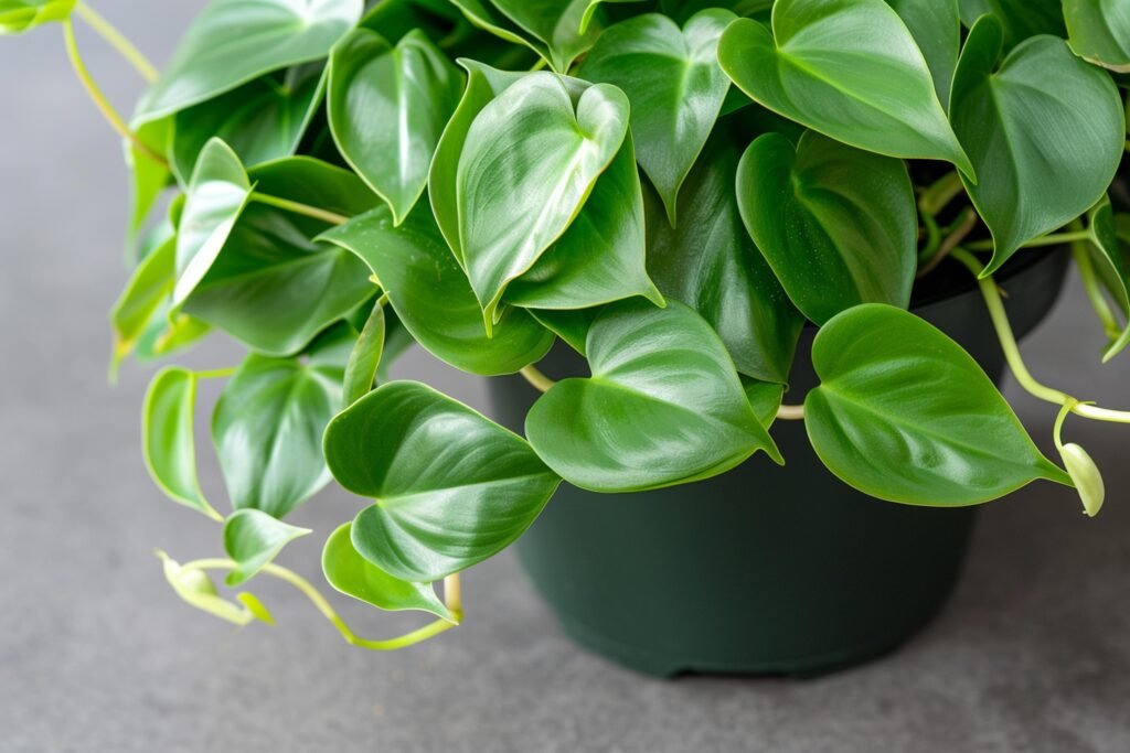PHILODENDRON PLANTS