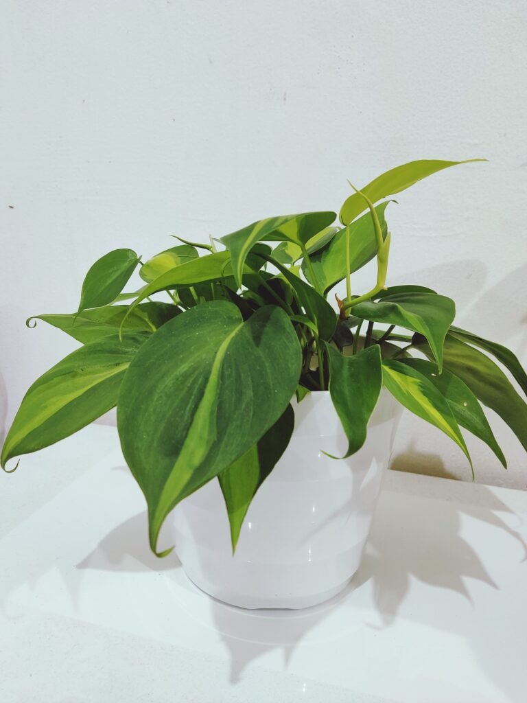PHILODENDRON PLANTS