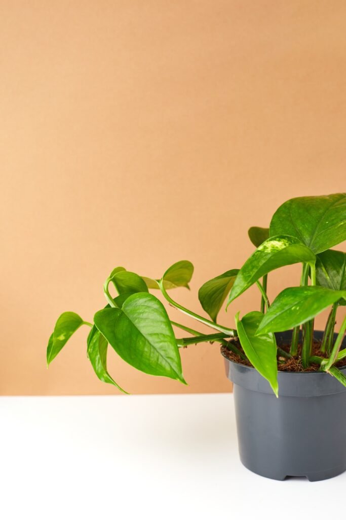 POTHOS PLANTS