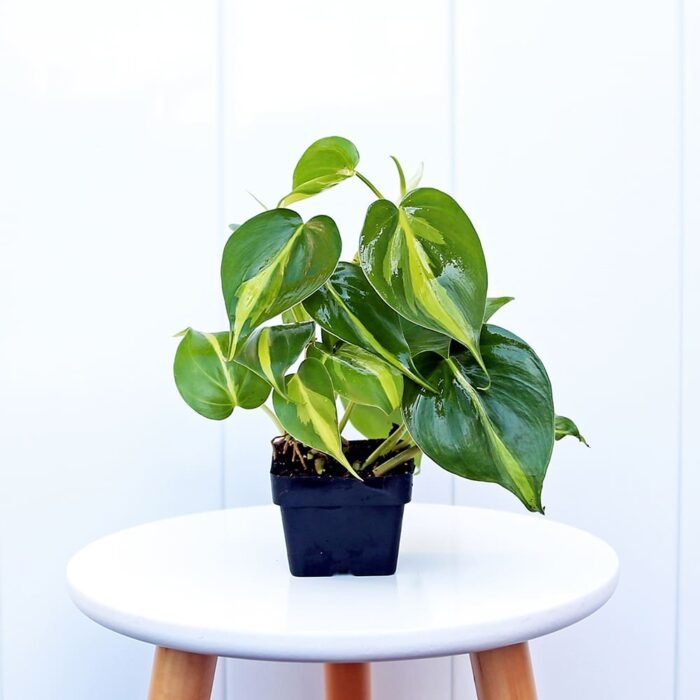 Brazilian Philodendron