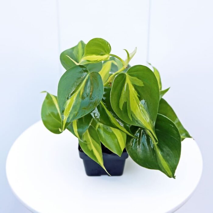 Brazilian Philodendron