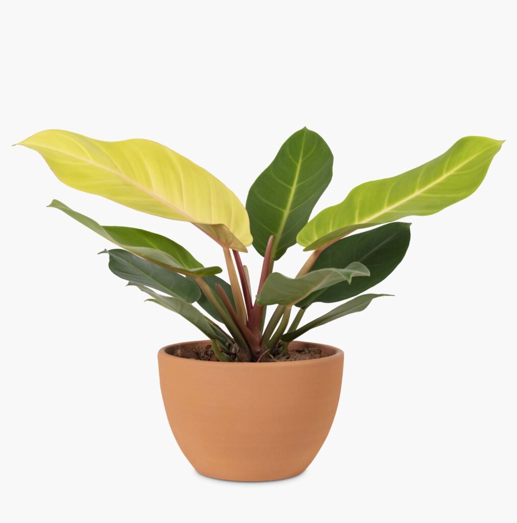 PHILODENDRON PLANTS