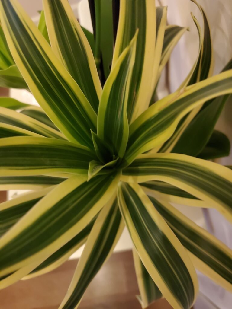 DRACAENA