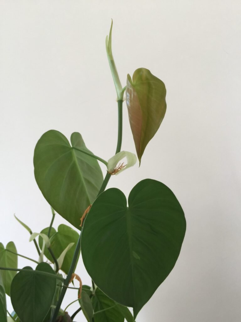 PHILODENDRON PLANTS