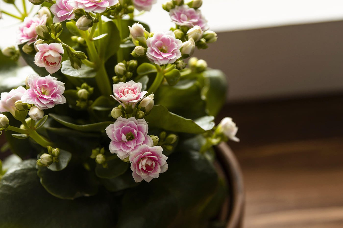 close-up-pot-with-flower