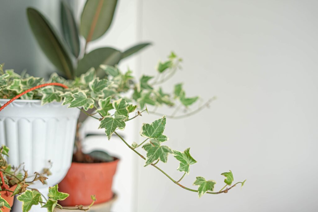 IVY PLANT