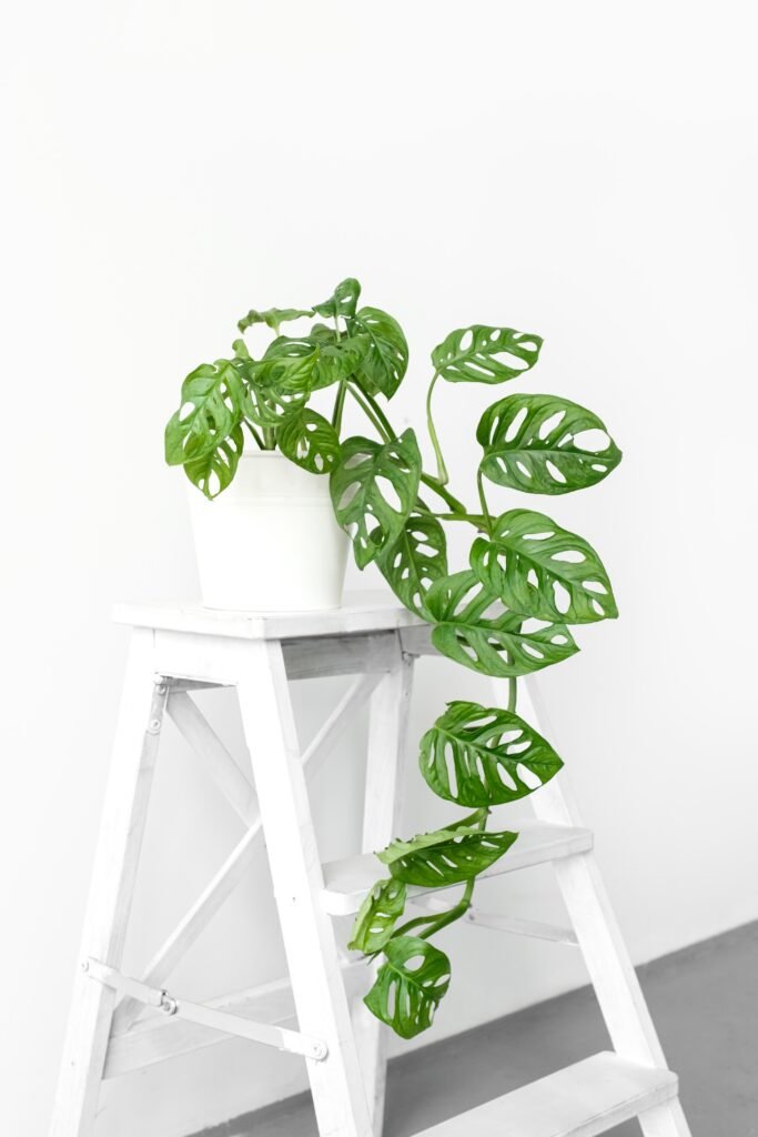 MONSTERA