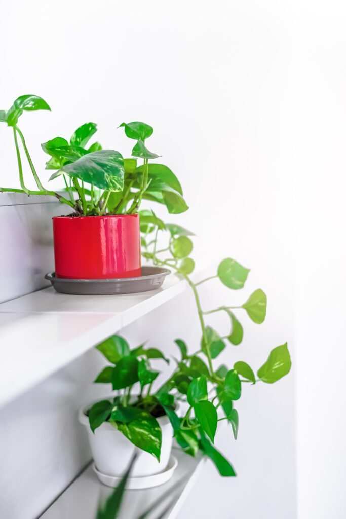 POTHOS PLANTS