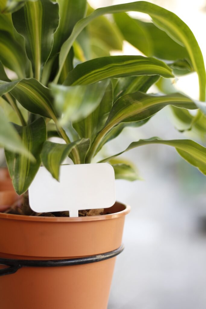 DRACAENA