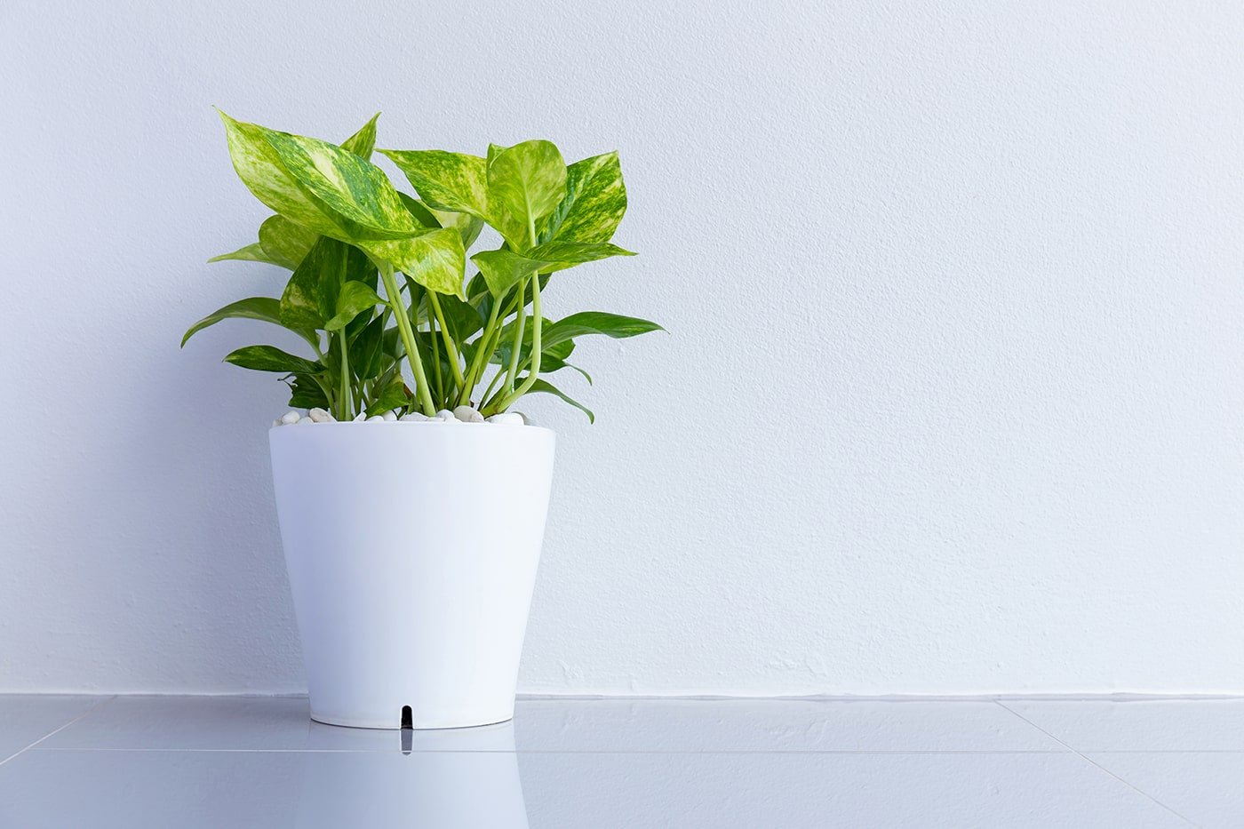 close-up-potted-plant-table-against-wall (1)-min