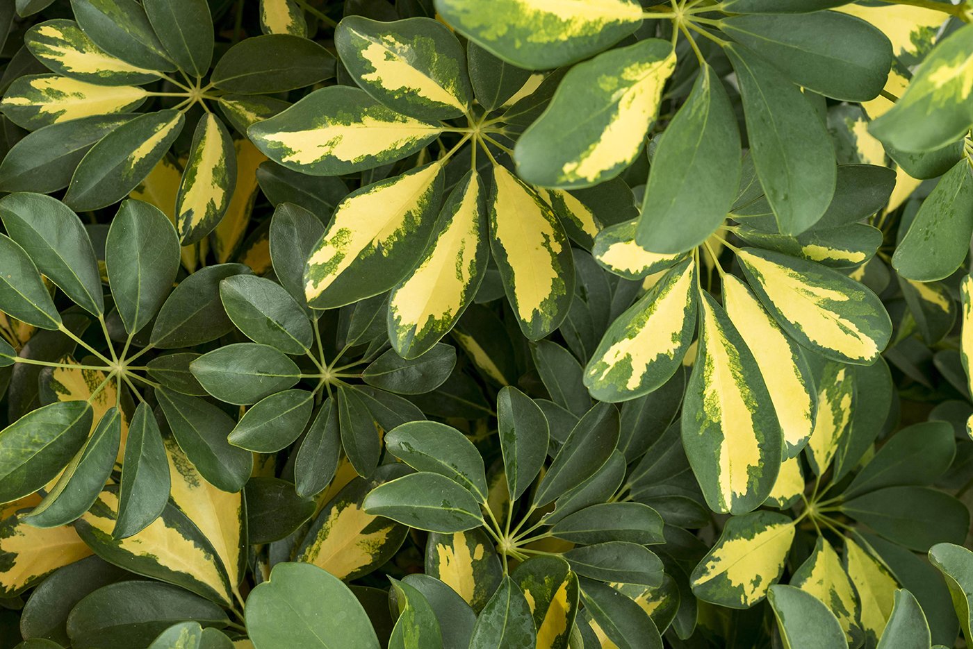 close-up-vivid-botanical-concept-min